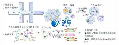 中國(guó)人自己的單細(xì)胞測(cè)序儀來(lái)了！